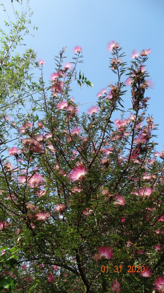 追花是簡單的快樂，賞花是恬淡的幸福3_819026