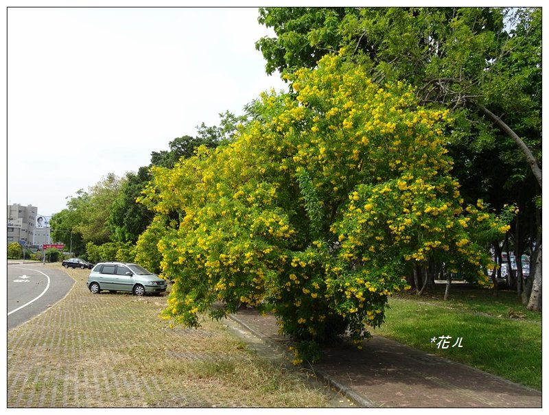 嘉義/228公園步道_685347