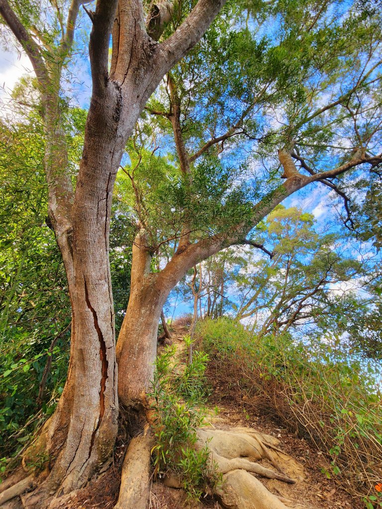 小百岳集起來-聚興山_2180679