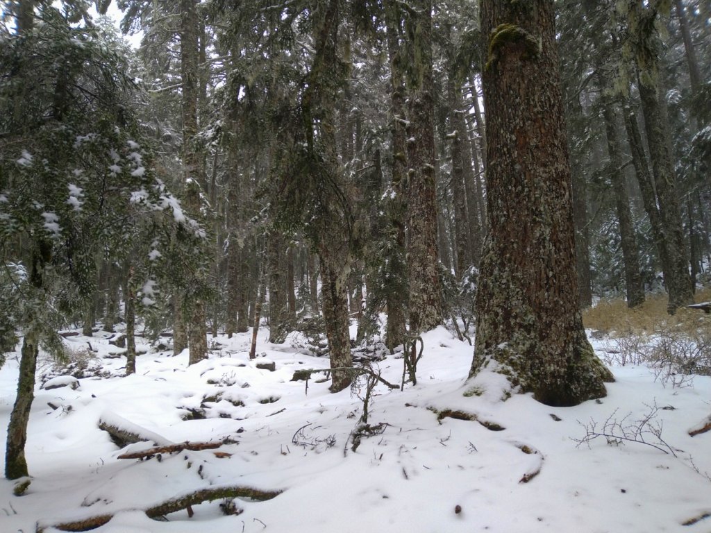 用雙腳看台灣．雪北撤退~雪太深了太難了~目前不建議前往_1617333