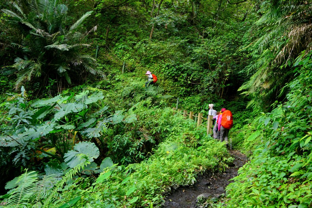 蕨之道~春遊瓦拉米_563118