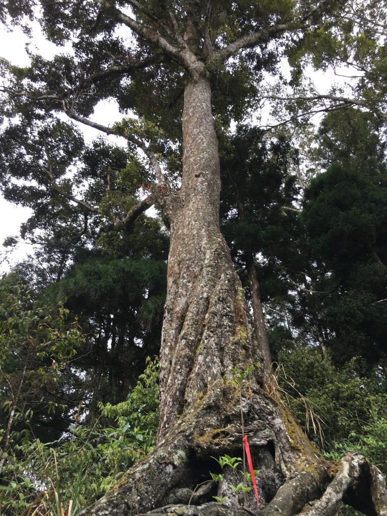 20160424_金柑樹山忘憂森林_872599