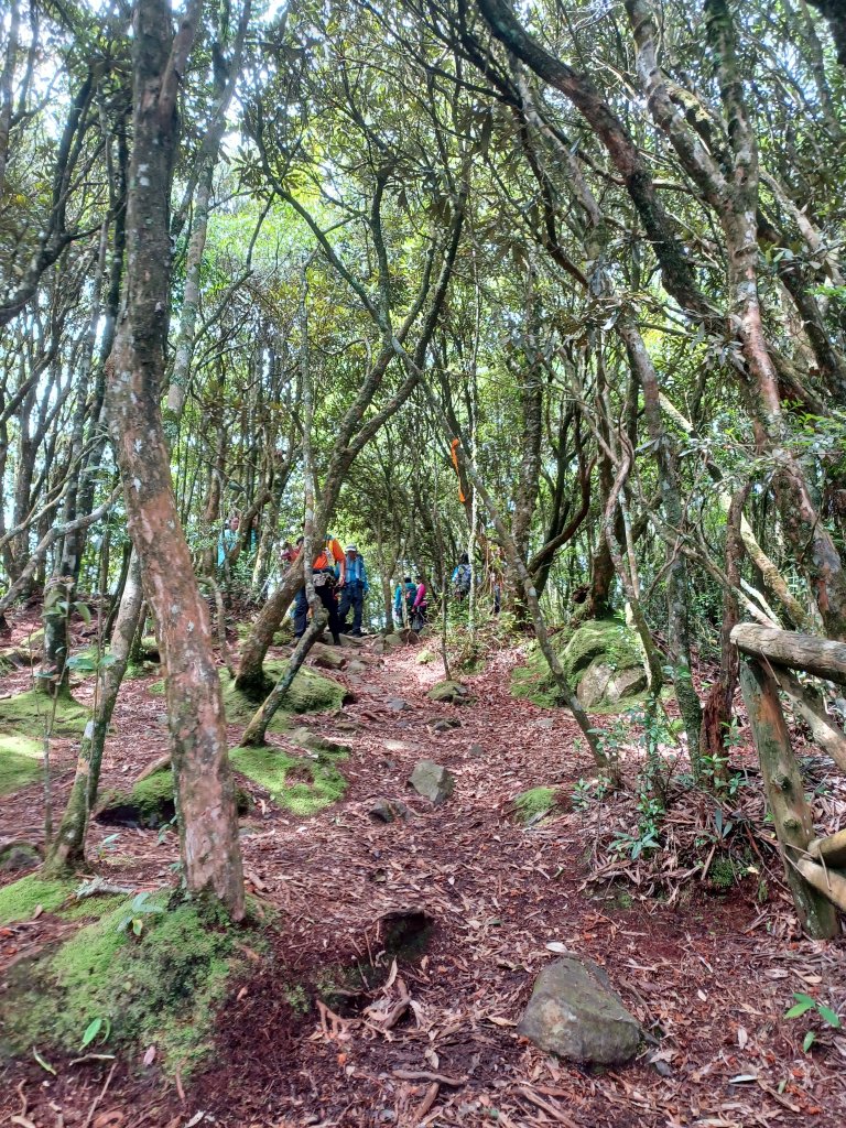 【台中和平】筆直的杉林.林相優美。 橫嶺山x沙連山P型_2869030