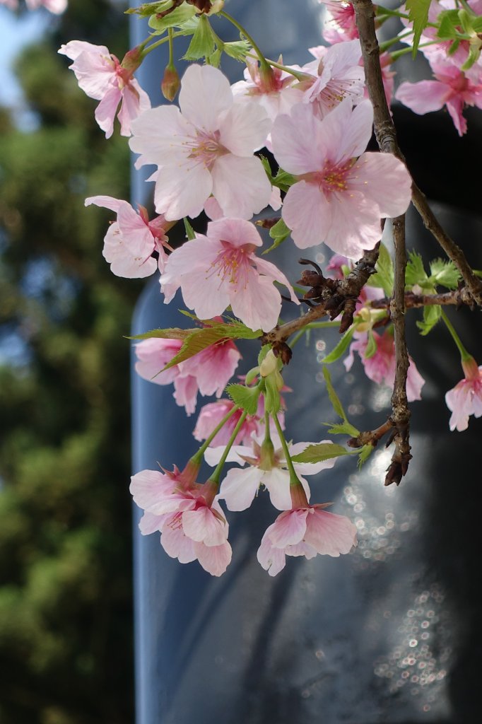 中正紀念堂賞櫻_1277253