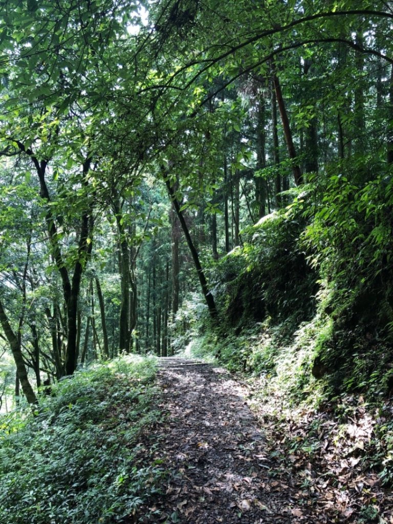 新北 三峽 熊空_658232