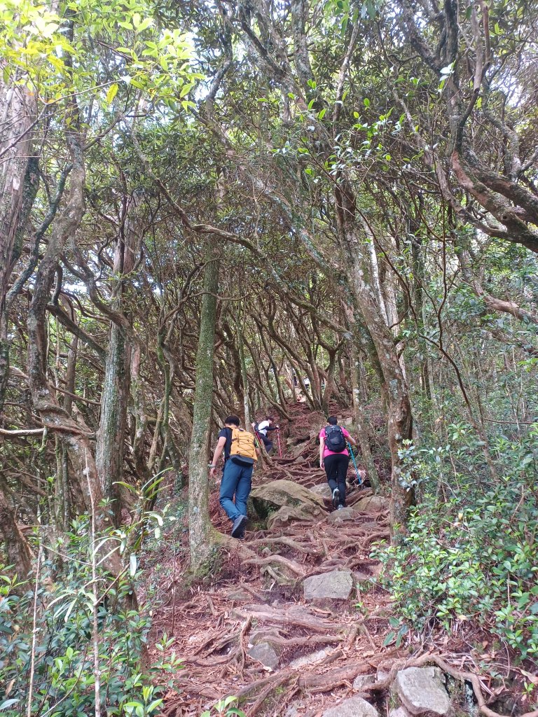 【台中和平】筆直的杉林.林相優美。 橫嶺山x沙連山P型_2869029