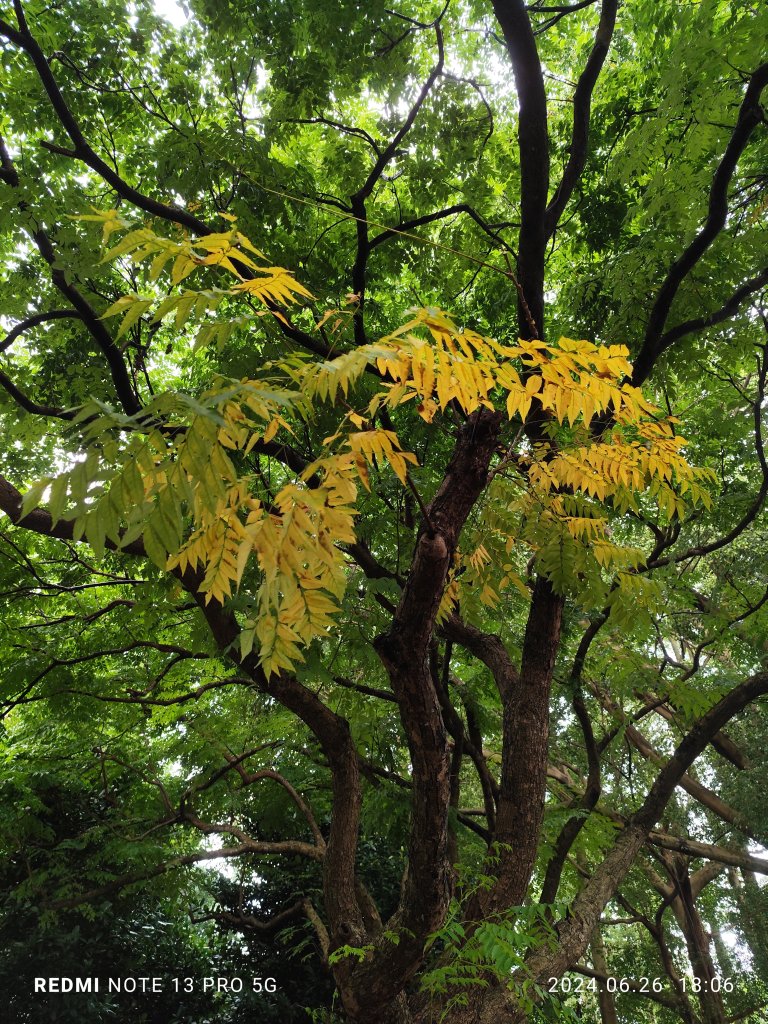 大安森林公園、寧夏夜市、士林夜市【走路趣尋寶】【臺北健走趣】_2536345