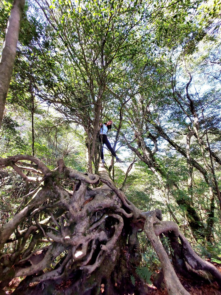 北得拉曼 內鳥嘴山 黃金山毛櫸_1944206