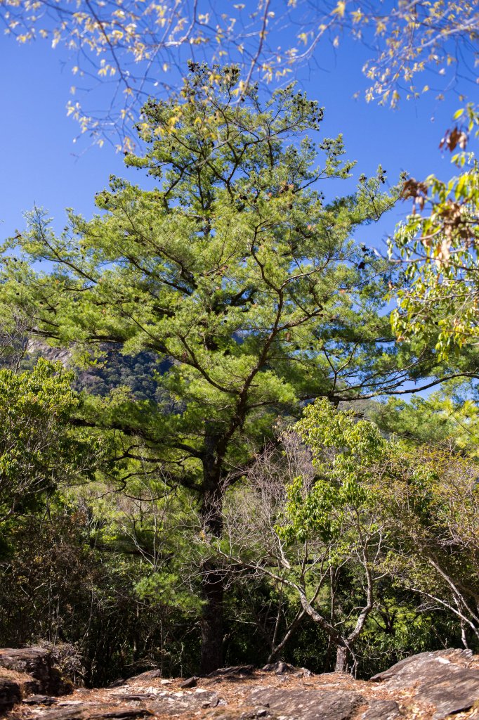 【高雄】多尾蘭山+玉穗山_870664