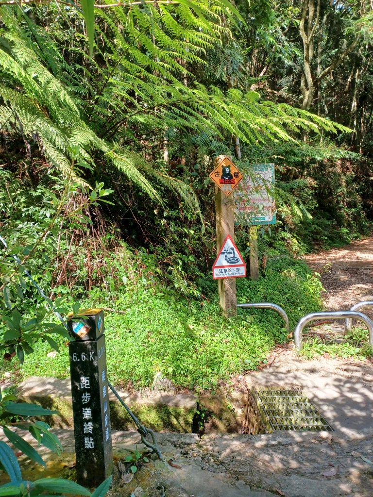 【台中和平】筆直的杉林.林相優美。 橫嶺山x沙連山P型_2869014