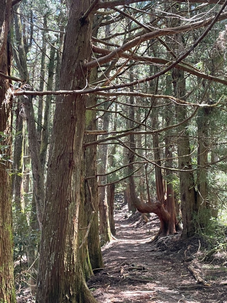 谷關七雄 《 馬崙山 》2025 09/06_2879768