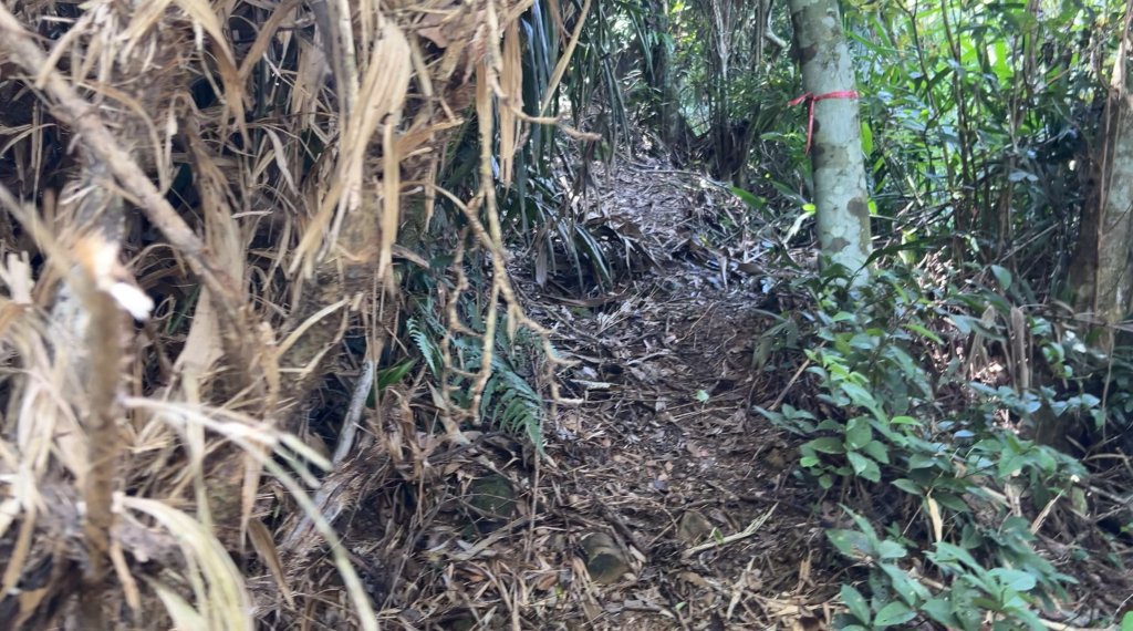 九份二山_2597573