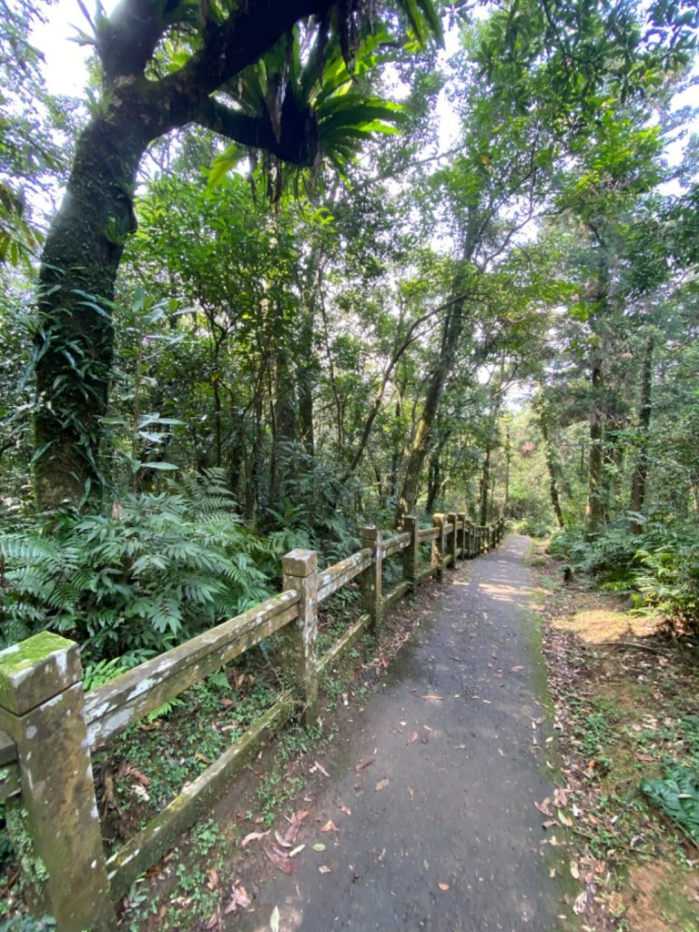 20200301桃源谷步道內寮線_868944