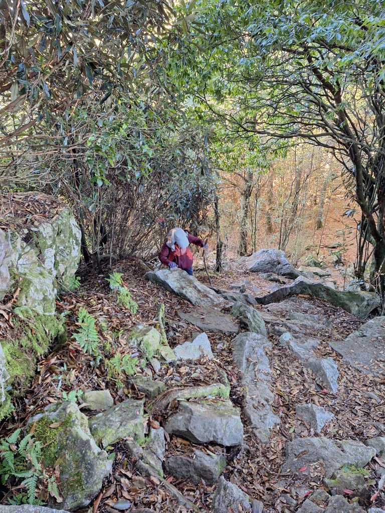 稍來神木+稍來山+稍來山南峰O型20241229_2678990