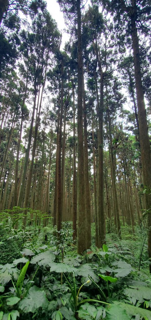 2024-05-19溪頭自然教育園區_2508018