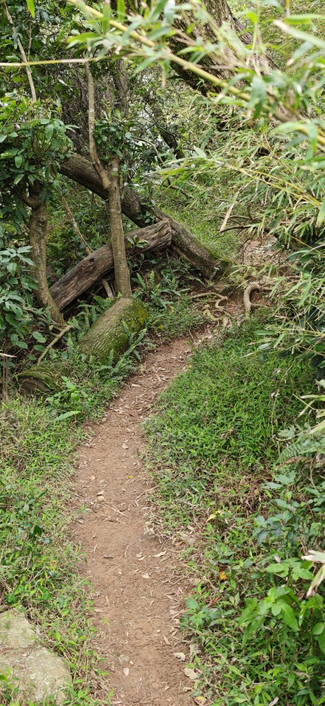2026-0307 造鎮-文筆山-天華山-南勢角山-蘭花亭-牛伯伯封面圖