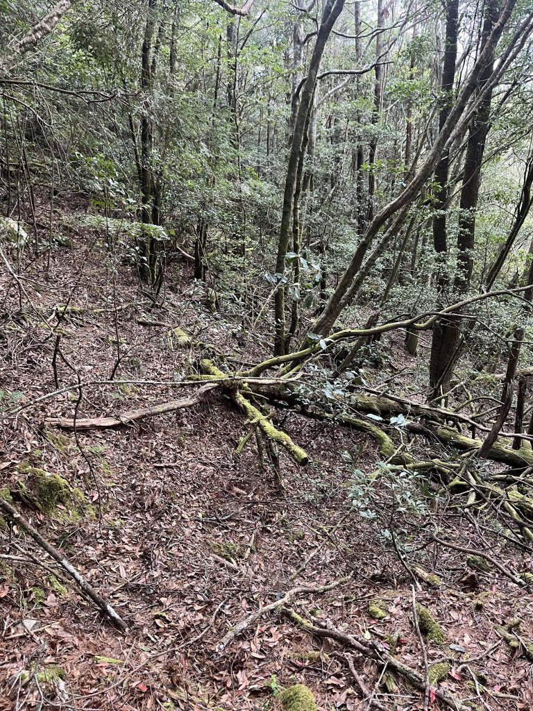 全家一起爬馬崙山順便上馬白稜線藏水 2024.3.28_2468314