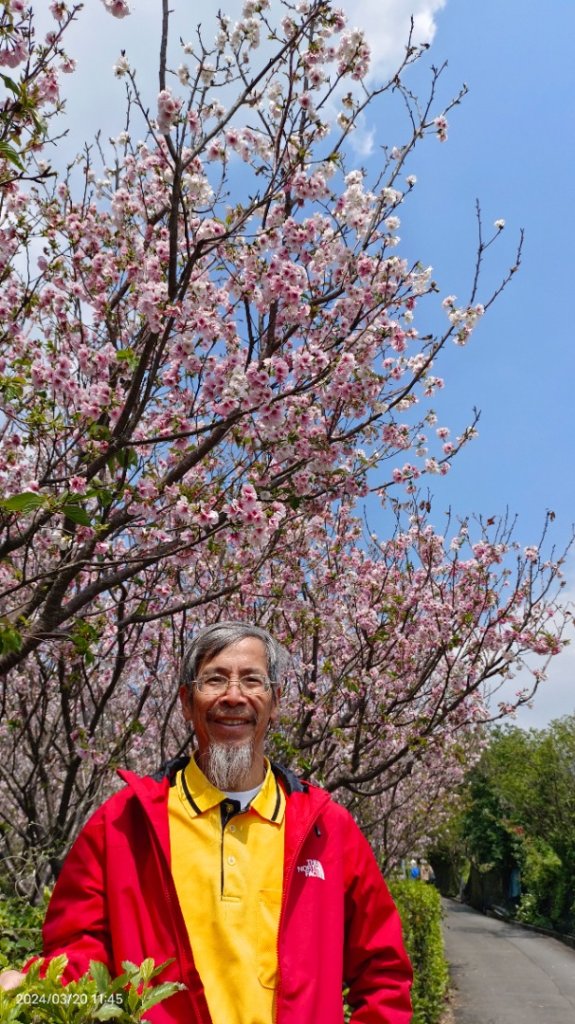 陽明山上墨染櫻大爆發_2457647