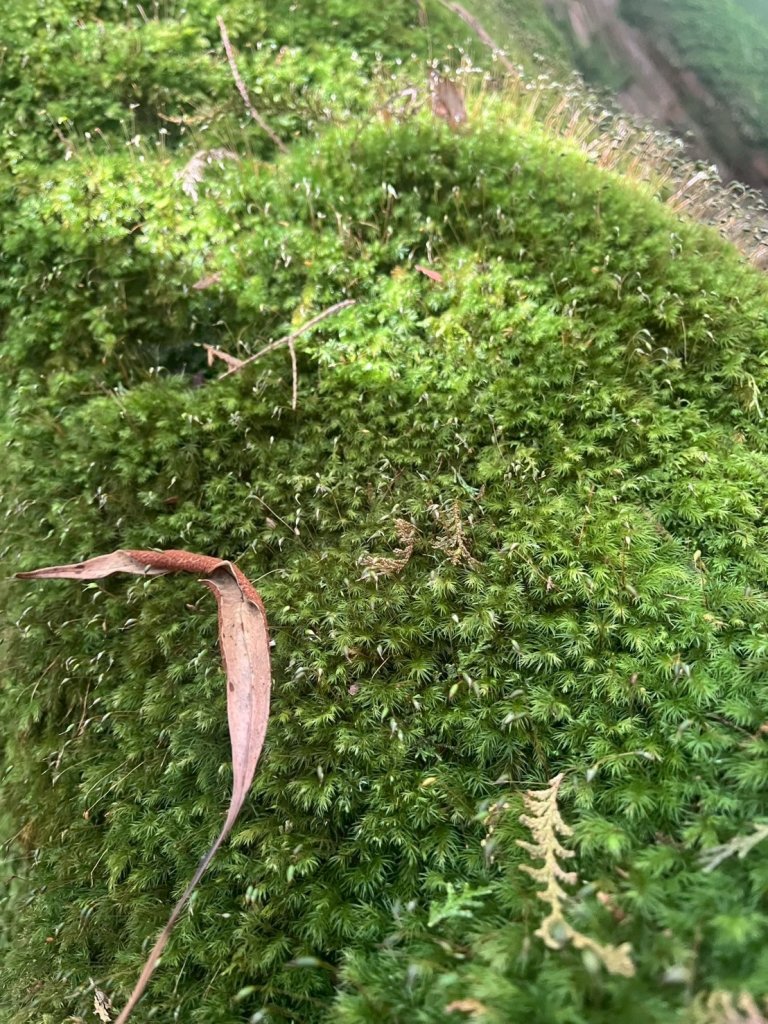 新竹 尖石 鎮西堡巨木群步道A線巨木群 毒龍潭_2885018