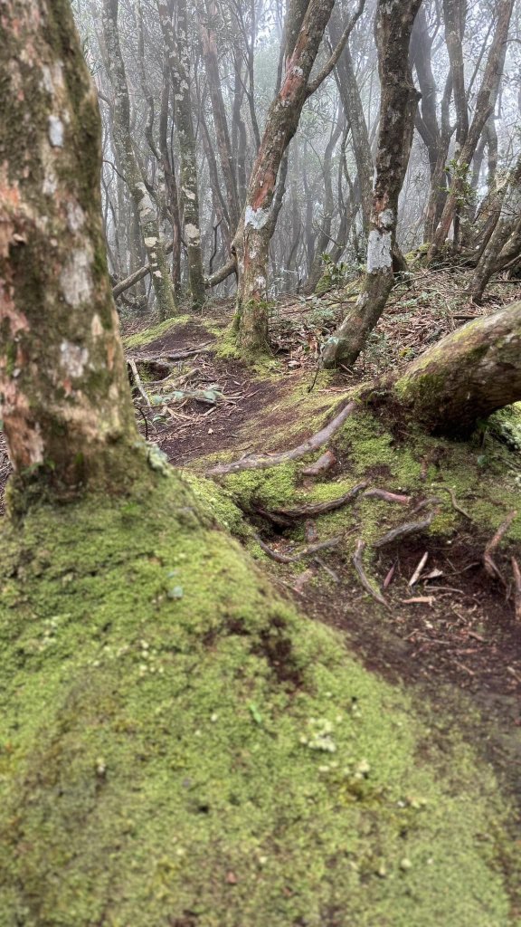 20250101內鳥嘴山北得拉曼步道_2681540