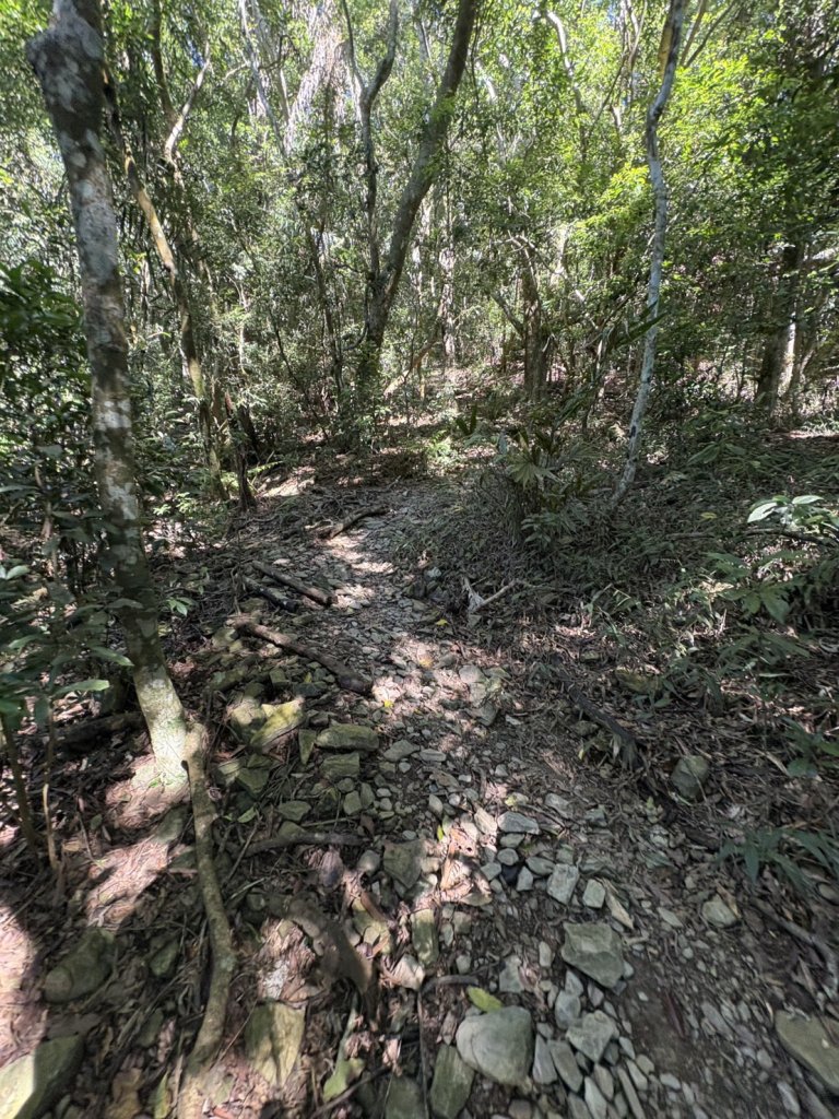 20251116鳴海山、網子山登山步道_2938346