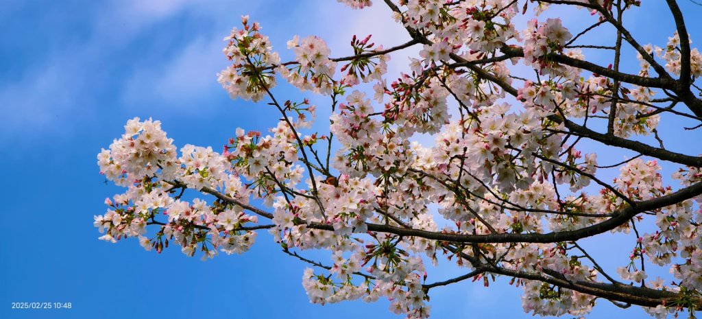 追花是簡單的快樂，賞花是恬淡的幸褔 2/25_2720138