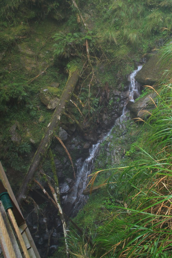 太平山見晴古道霧景濛濛 20181117_469428
