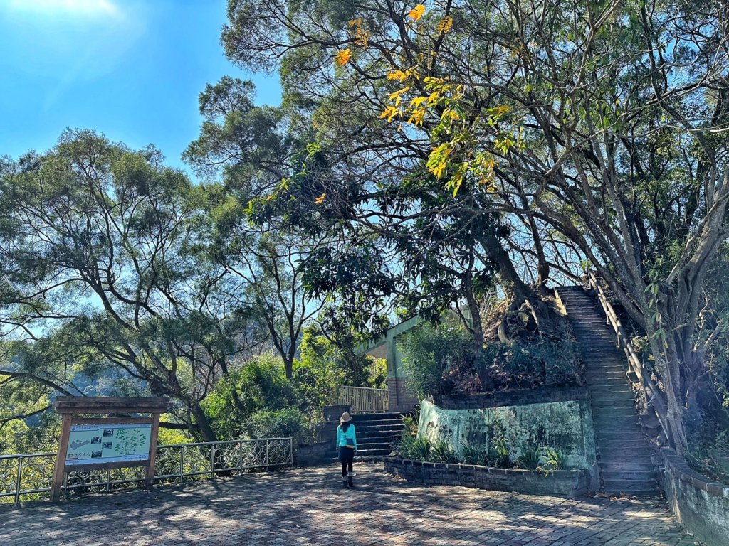 聚興山 新田步道 龍興巷落羽松_1994548