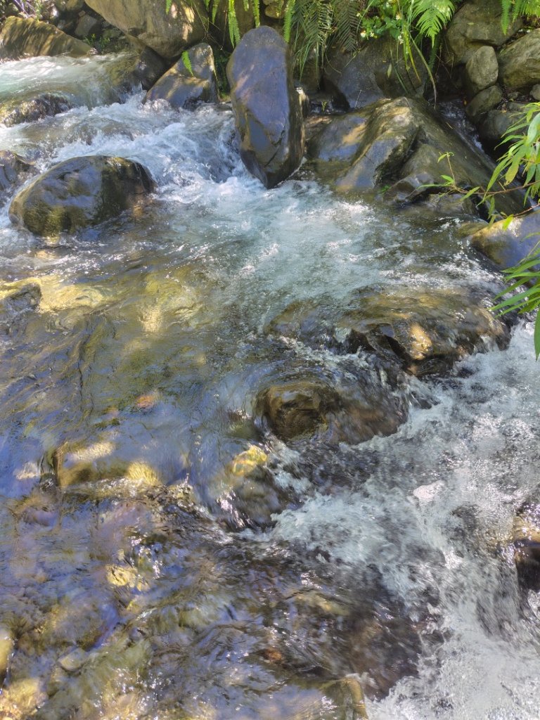 沙里仙林道、沙里仙溪、同富山/埔沙山、東埔山、阿毛巨木_2812637