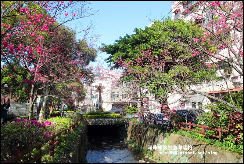 桃園。中壢莒光公園八重櫻熱烈綻放中_856060
