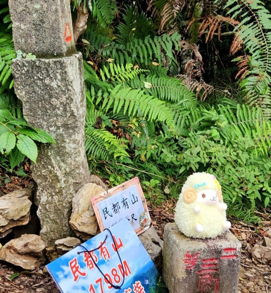 【中級山】夢幻杉木林之饗宴，民都有山，民都有山北峰_2744673