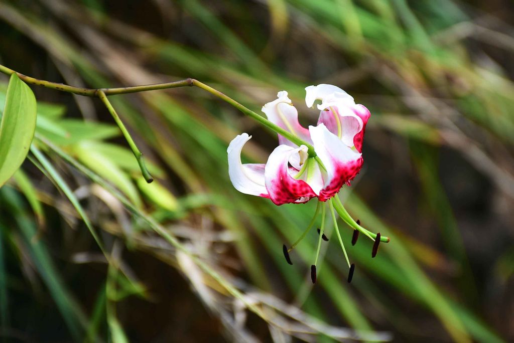 20180826孝子山_395998