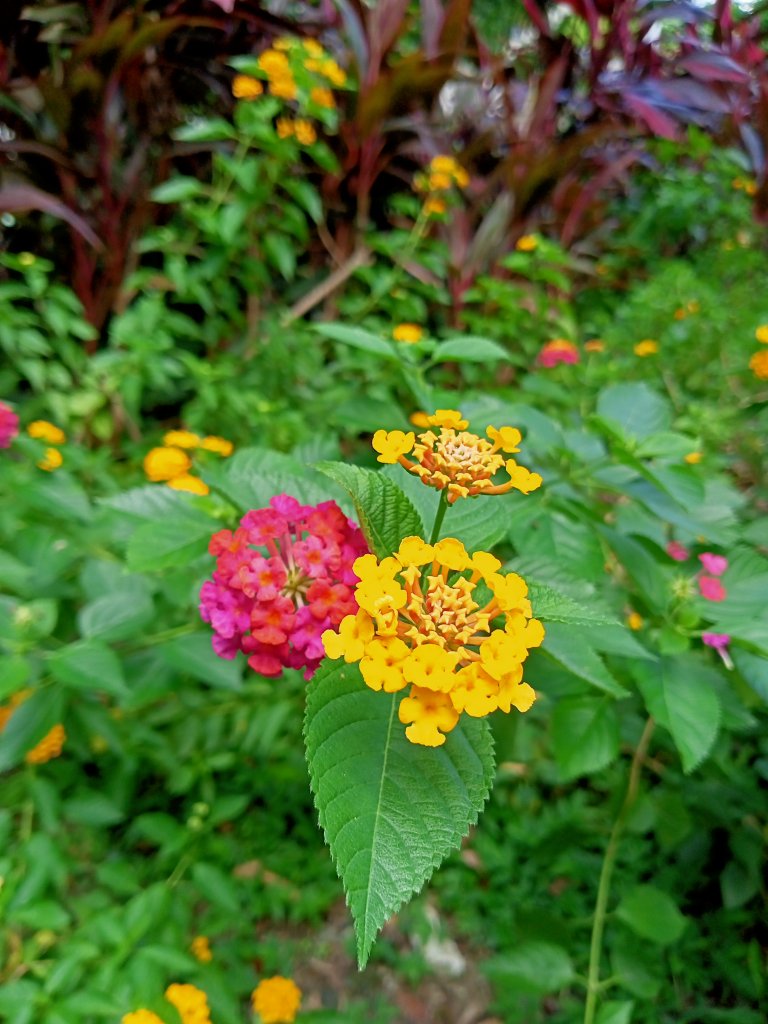 奇花異草的內湖文德三號公園、瑞陽公園【走路趣尋寶，全臺齊步走】_1864191