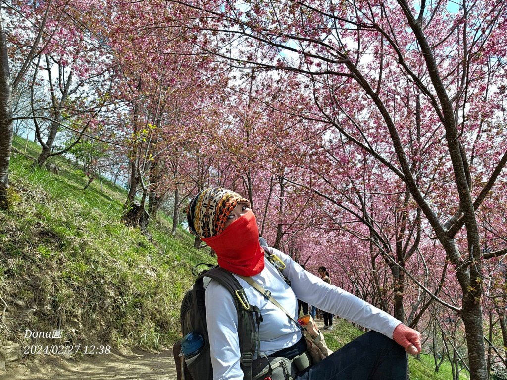 司馬庫斯巨木步道Yaya,櫻花園賞櫻_2440747