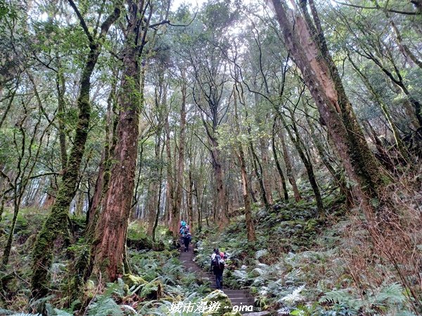【台中和平】在虐腳的陡上中持續前進。 谷關七雄-八仙山主峰步道_2367727