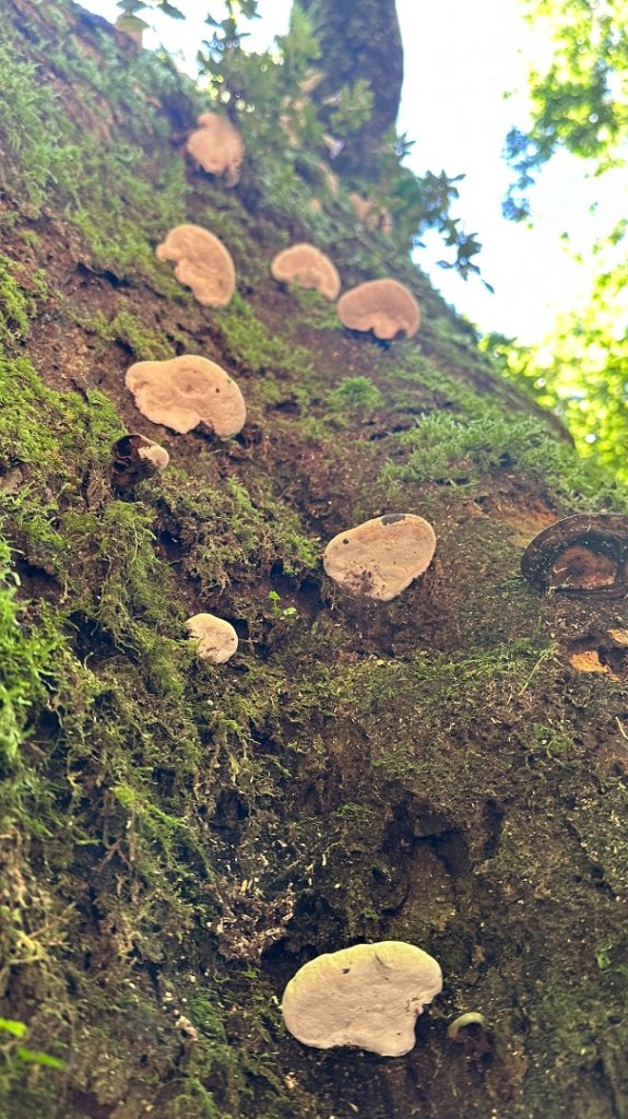 佐米縱走_2873412