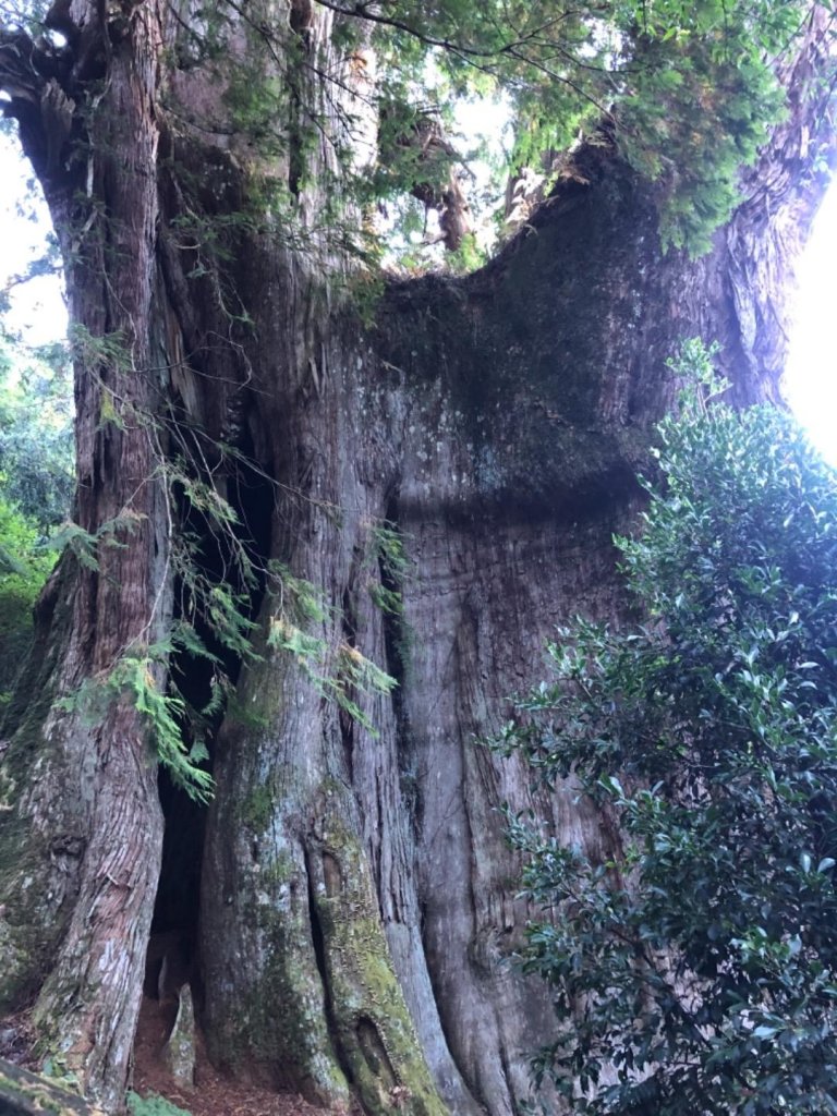 雪山西稜+大安溪神木封面圖