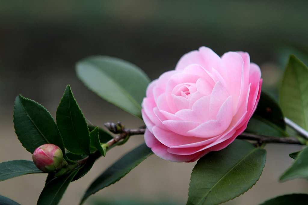 杉林溪賞花_872577