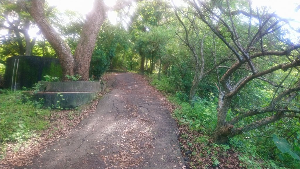 飛鳳山觀日坪古道O型_979210