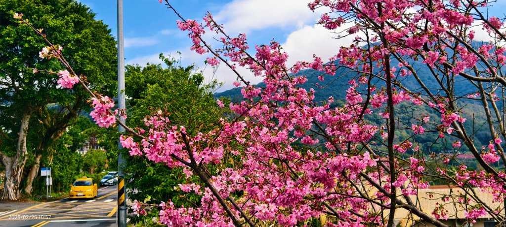 追花是簡單的快樂，賞花是恬淡的幸褔 2/25_2720154