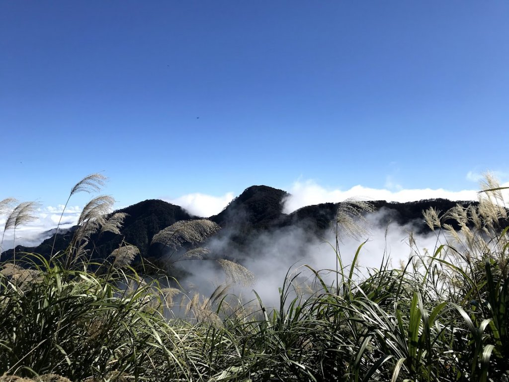 太平山_臺灣山毛櫸國家步道20201118_1967963