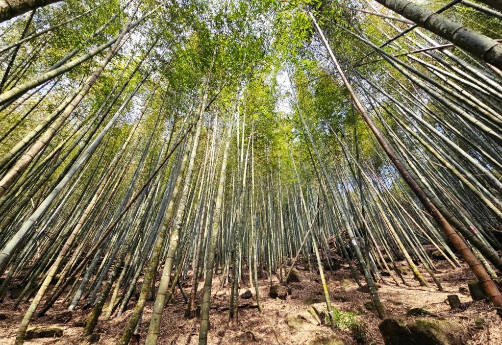 溪頭四秀 - 南投縣鹿谷鄉封面圖