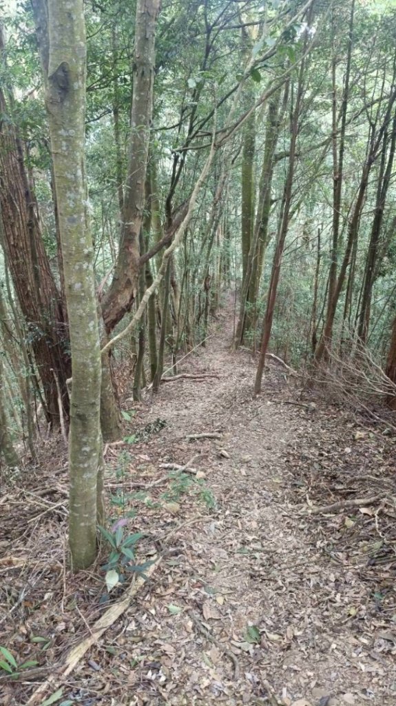 阿冷山 谷關第八雄_2877420
