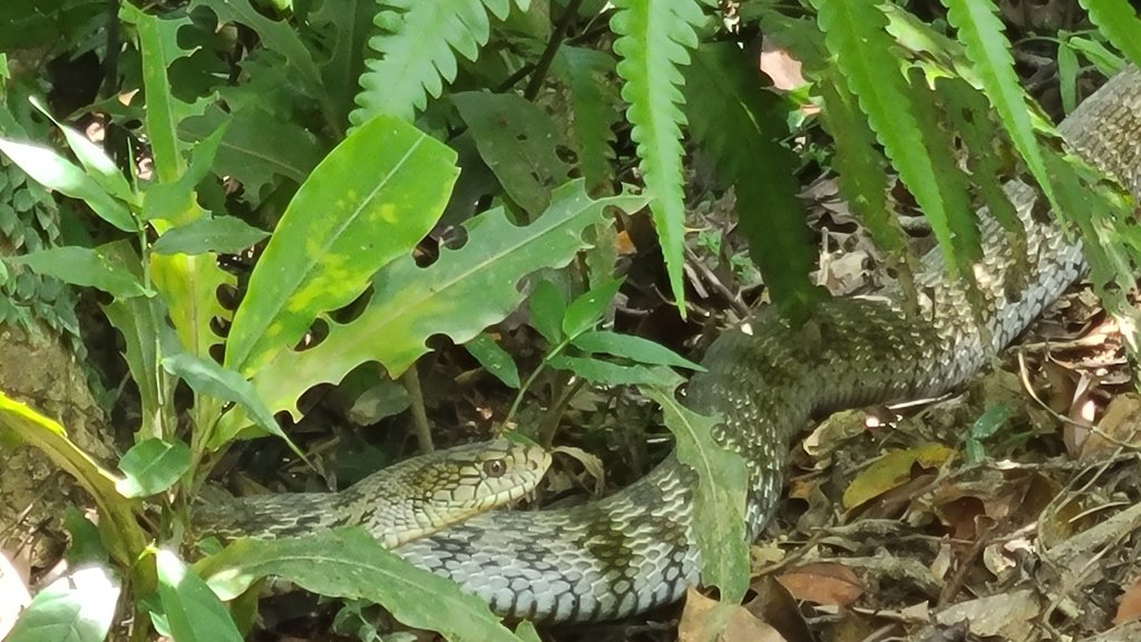 新北平溪-淡蘭中路（十分-威惠廟）_2651393
