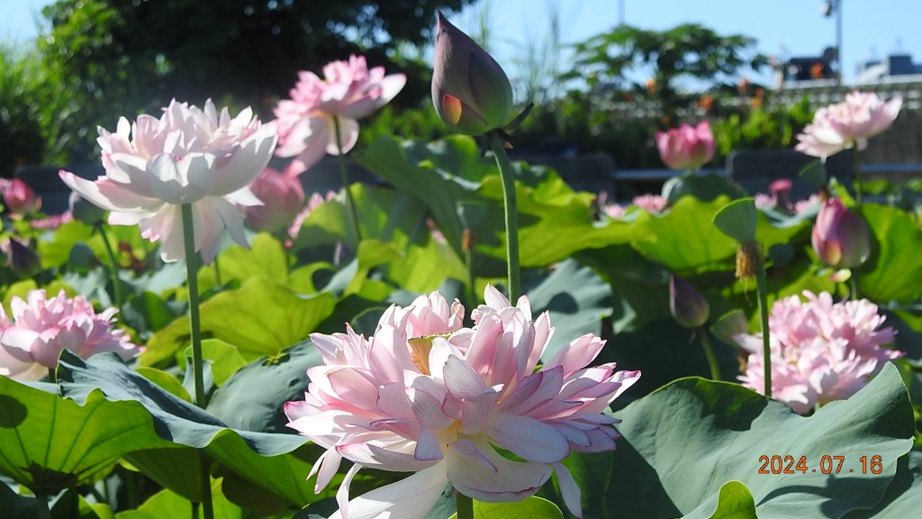 雲山水花鳥蝶 - 天龍國阿伯的日常7/16_2551870