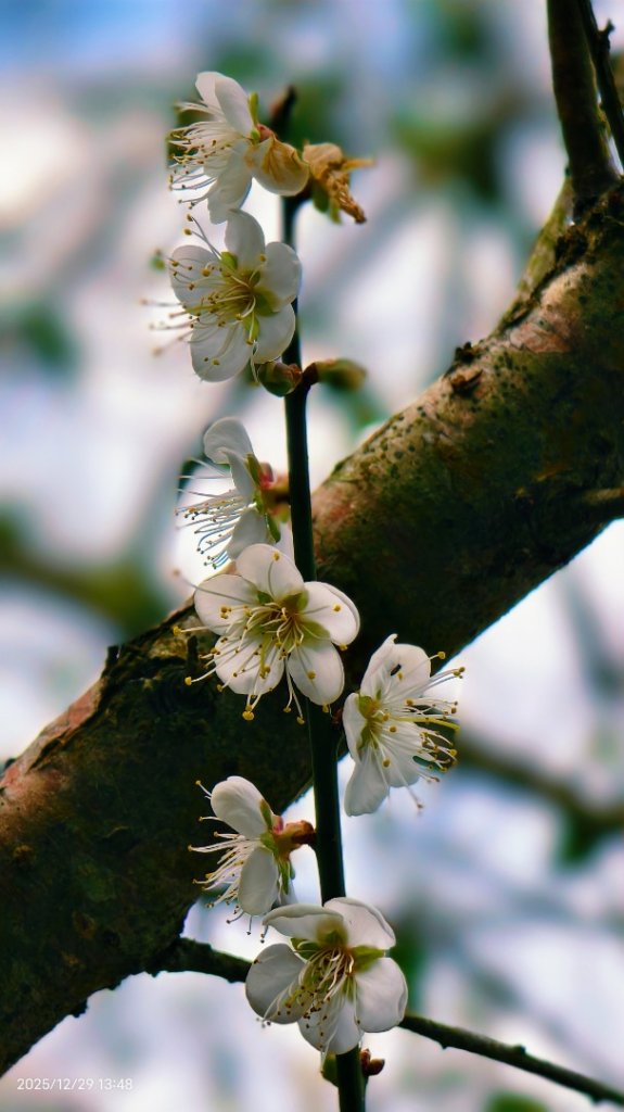 #夕陽 #火燒雲 #猴崁古道 #草山觀瀑吊橋 #住六公園 12/23_2971850