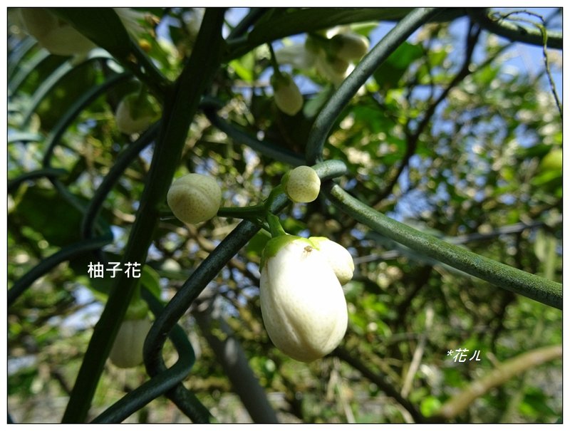 台中/大坑最美5-1步道_882417