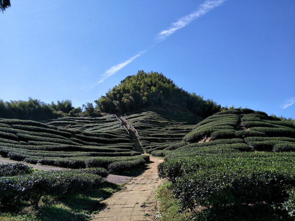 2018 11 22 挑筍古道(大尖山、後棟仔山步道)_463835