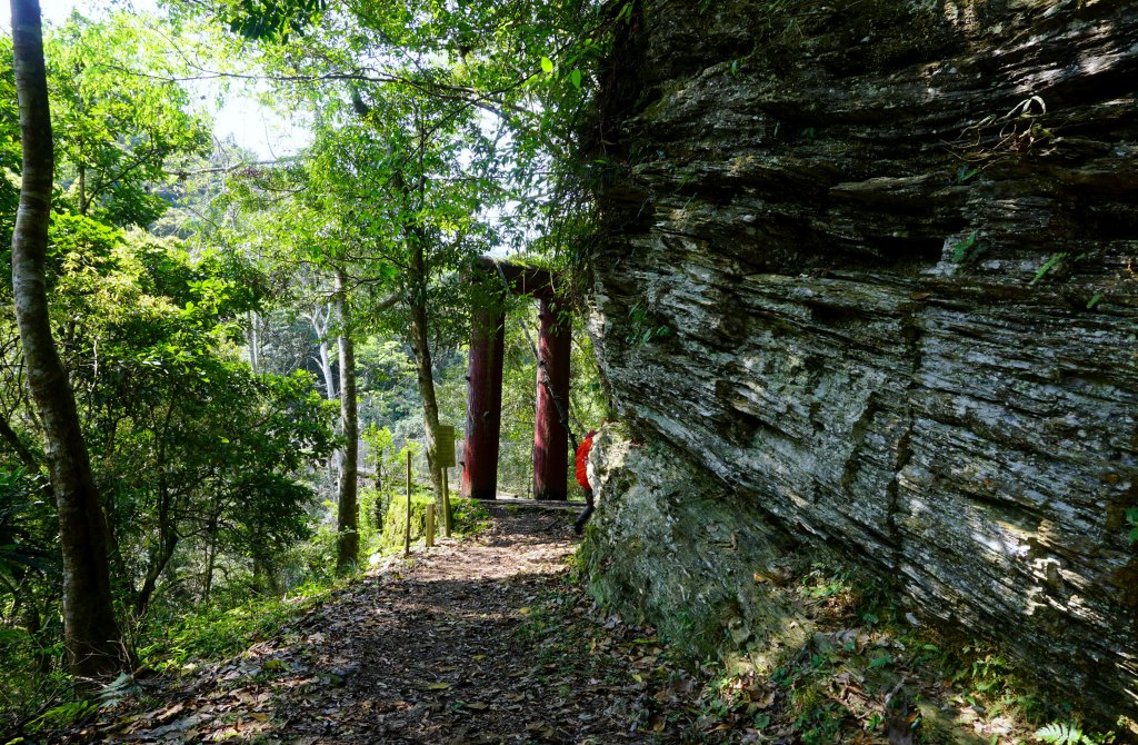 蕨之道~春遊瓦拉米_563073