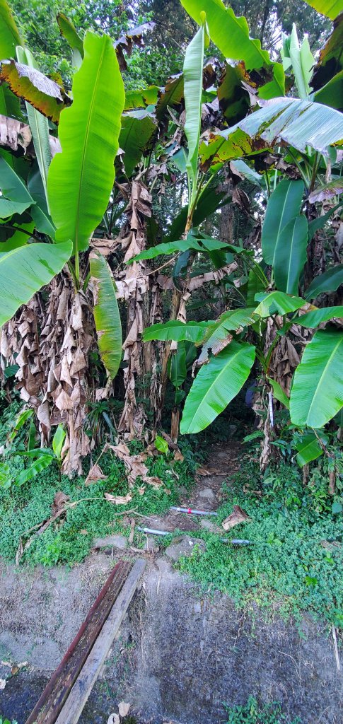 2023-11-25溪頭鳳凰山步道_2360951
